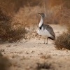 Drop hrivnaty - Chlamydotis undulata - Houbara Bustard o1710